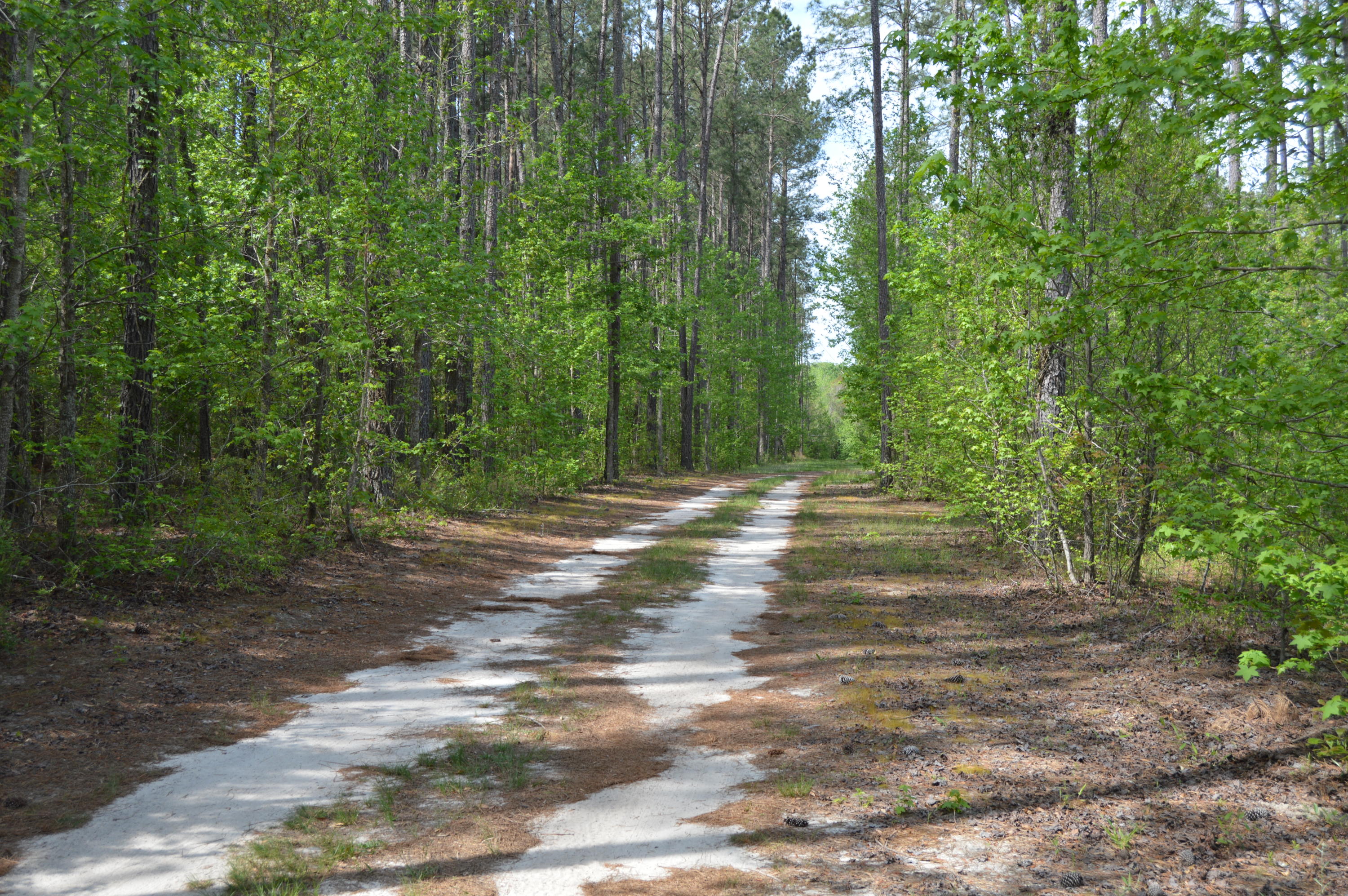 488 Independent School Road Reevesville, SC 29471 - Photo 65 of 77 DSC_0622
