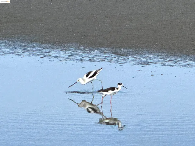 $1,198,000 | 3365 Los Prados Street, San Mateo, CA 94403