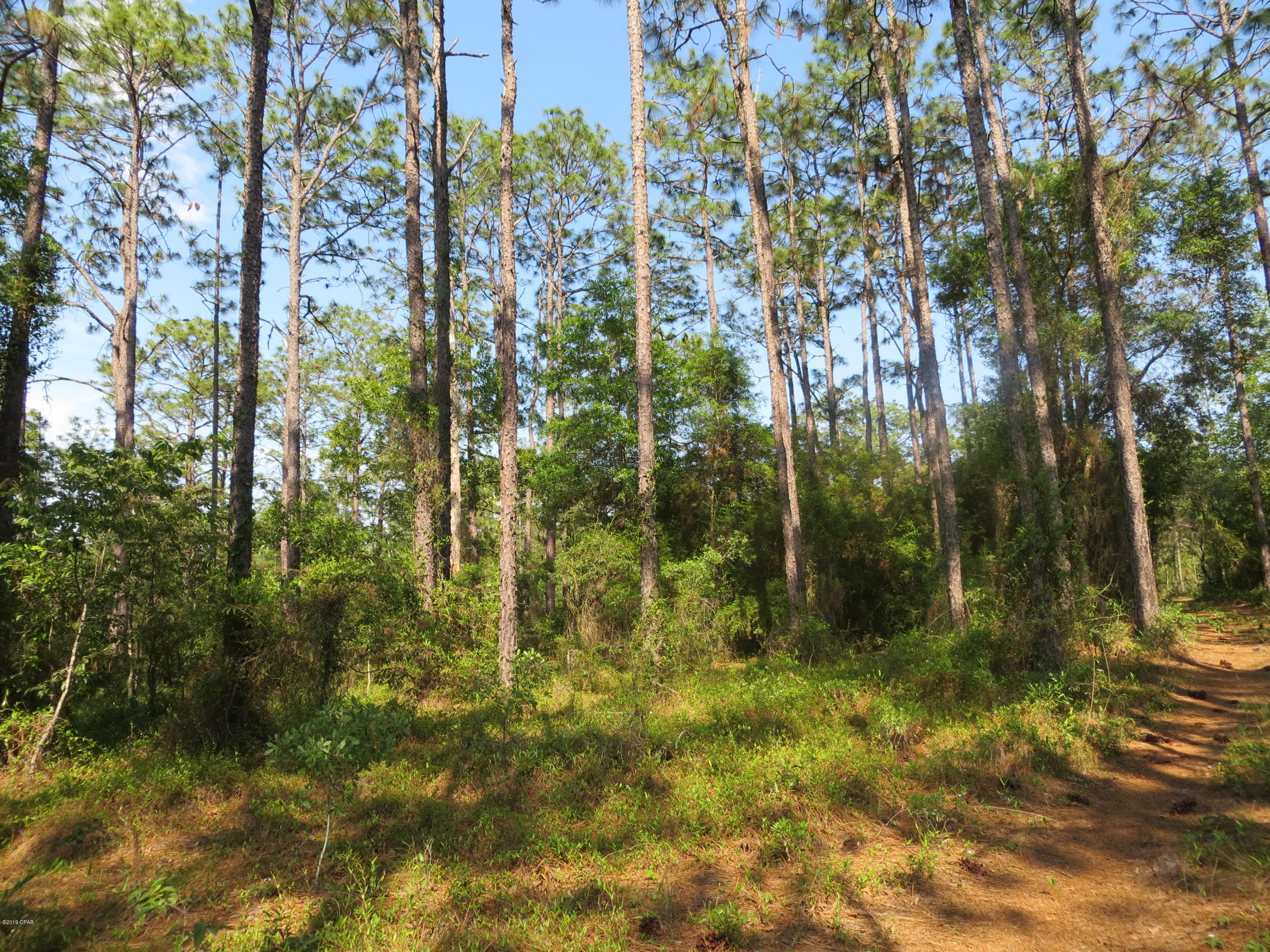 Tbd Holly Hills Road Chipley, FL 32428 - Photo 3 of 9