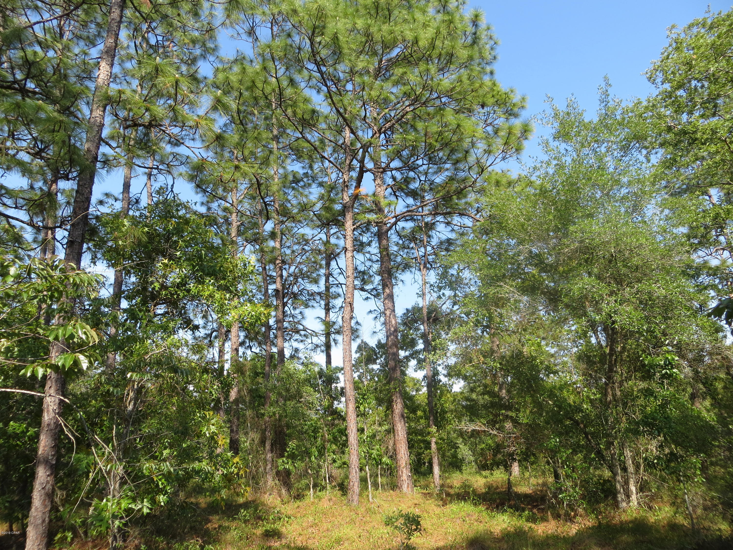 Tbd Holly Hills Road Chipley, FL 32428 - Photo 5 of 9