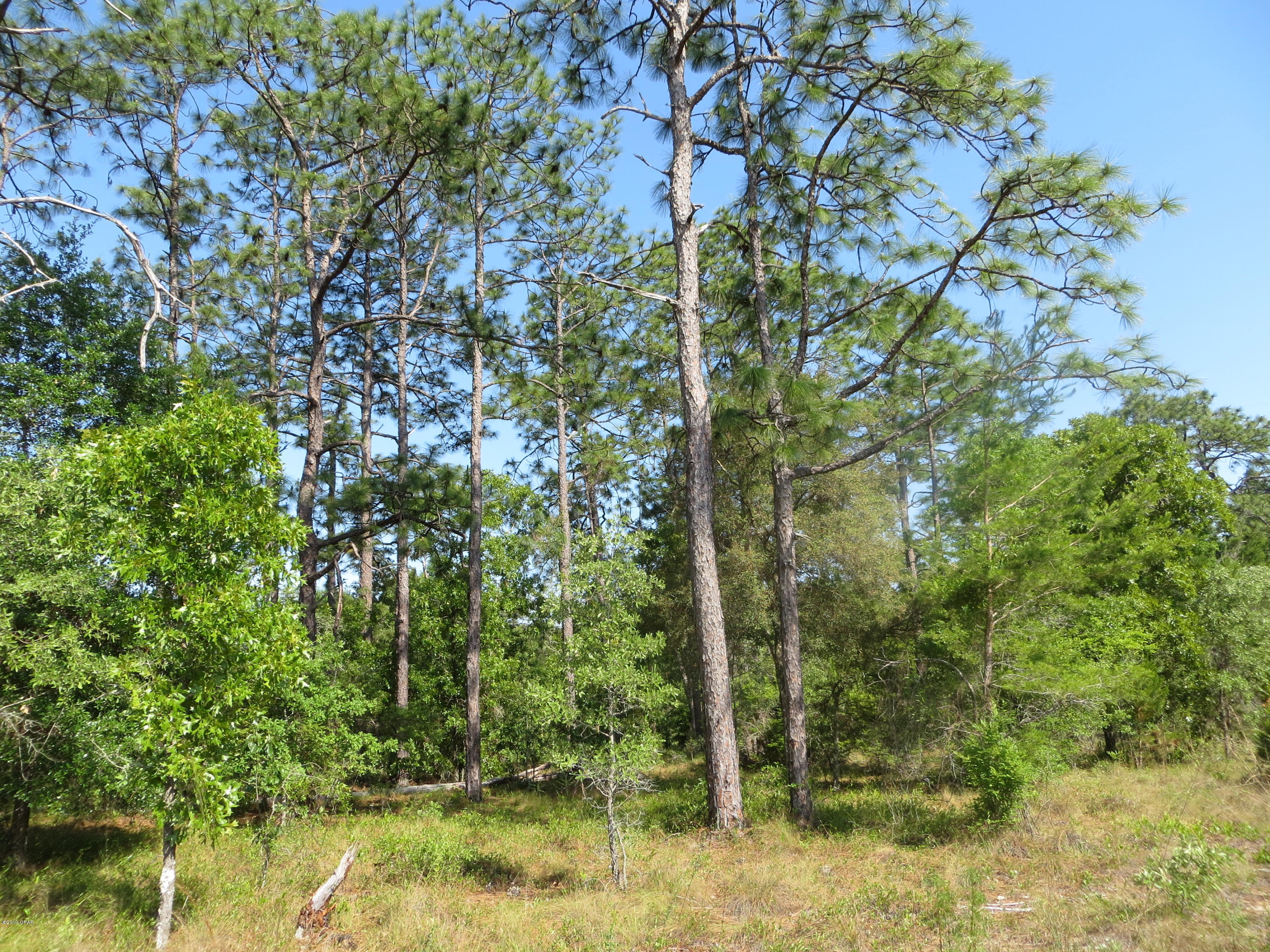 Tbd Holly Hills Road Chipley, FL 32428 - Photo 8 of 9