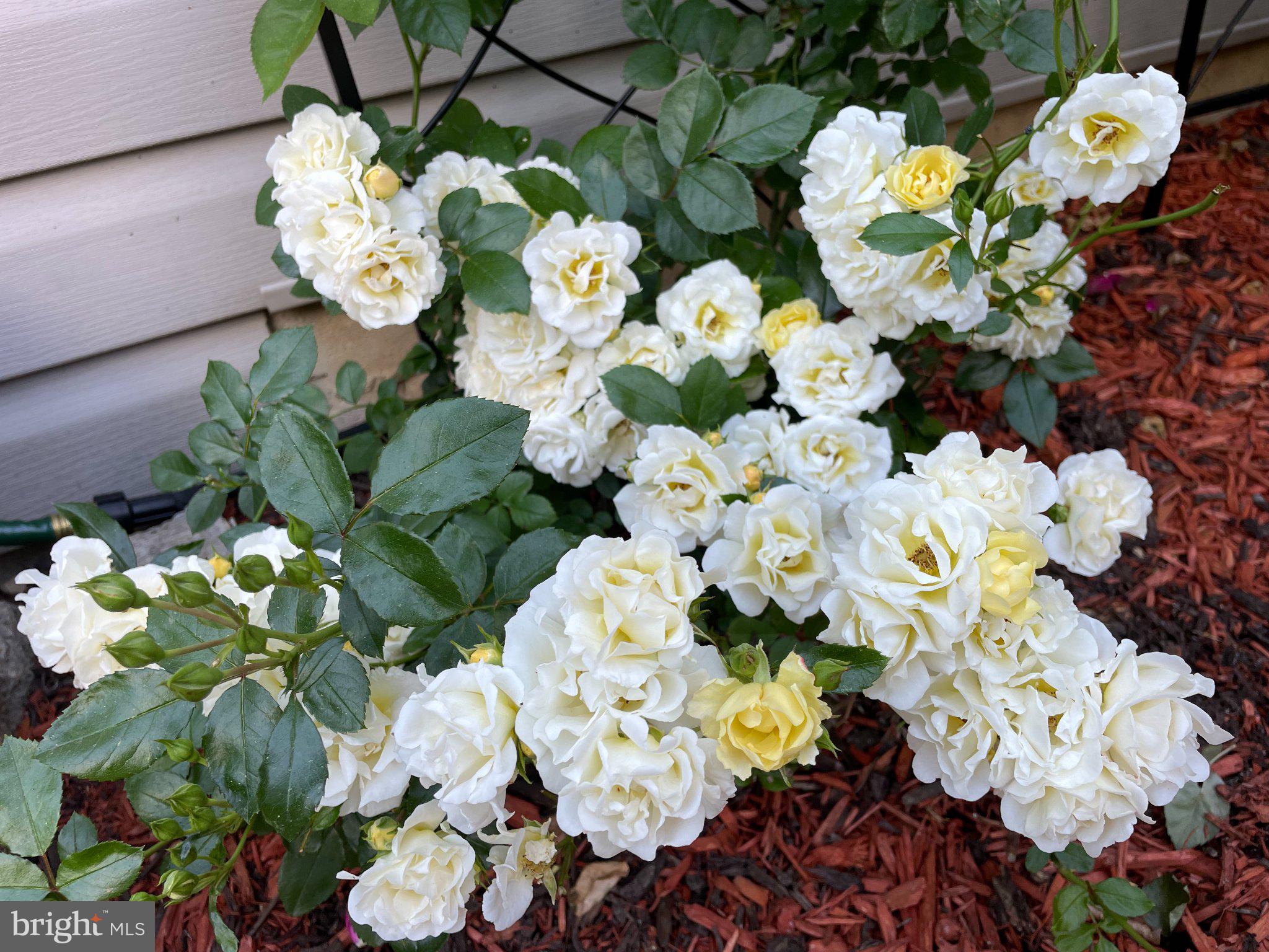 510 Martins Road Reading, PA 19608 - Photo 50 of 52 Delicate blooms in soft white hues.