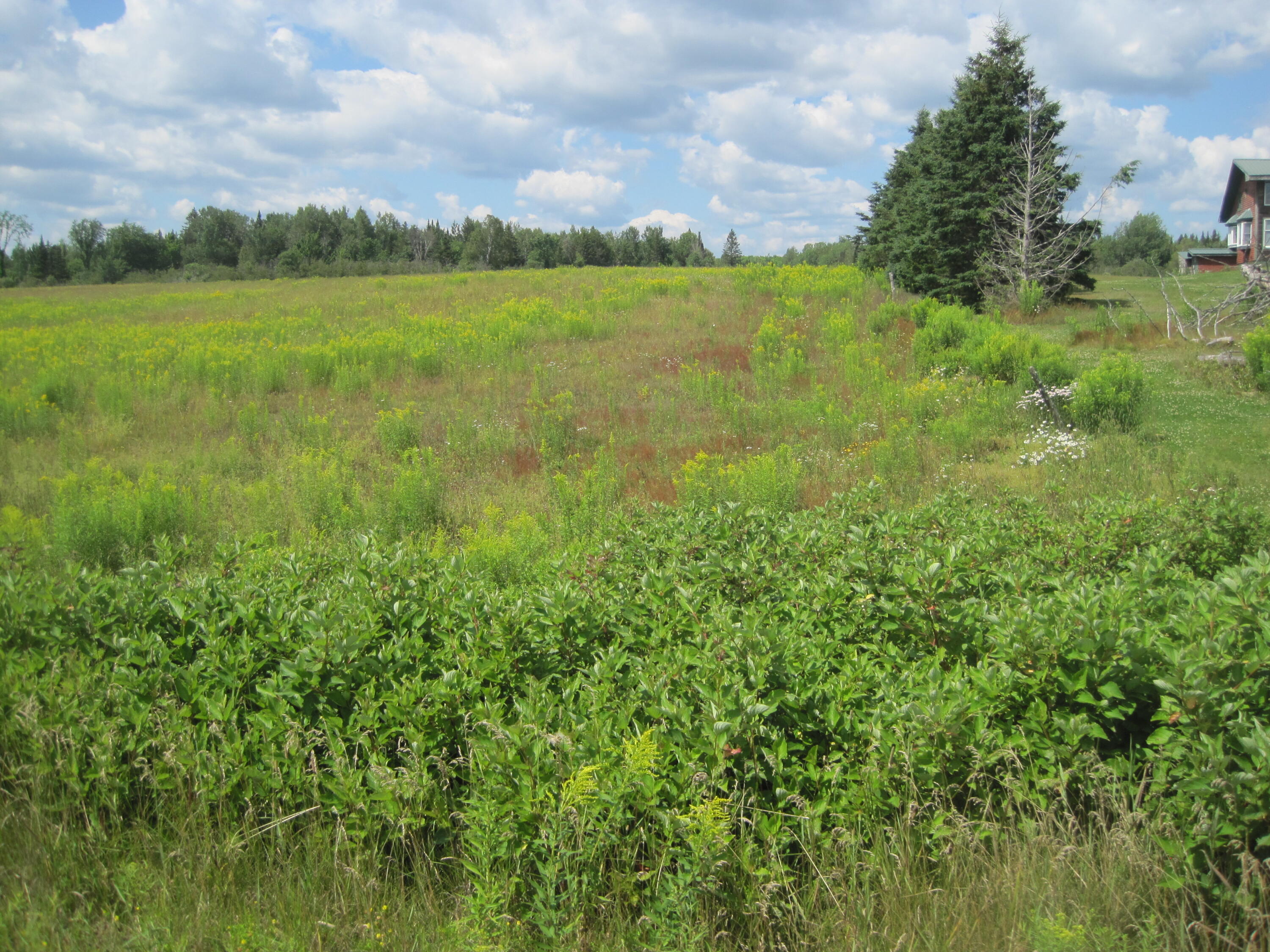 Lot 1 Town Line Road Merrill, ME 04780 - Photo 5 of 7 IMG_0012