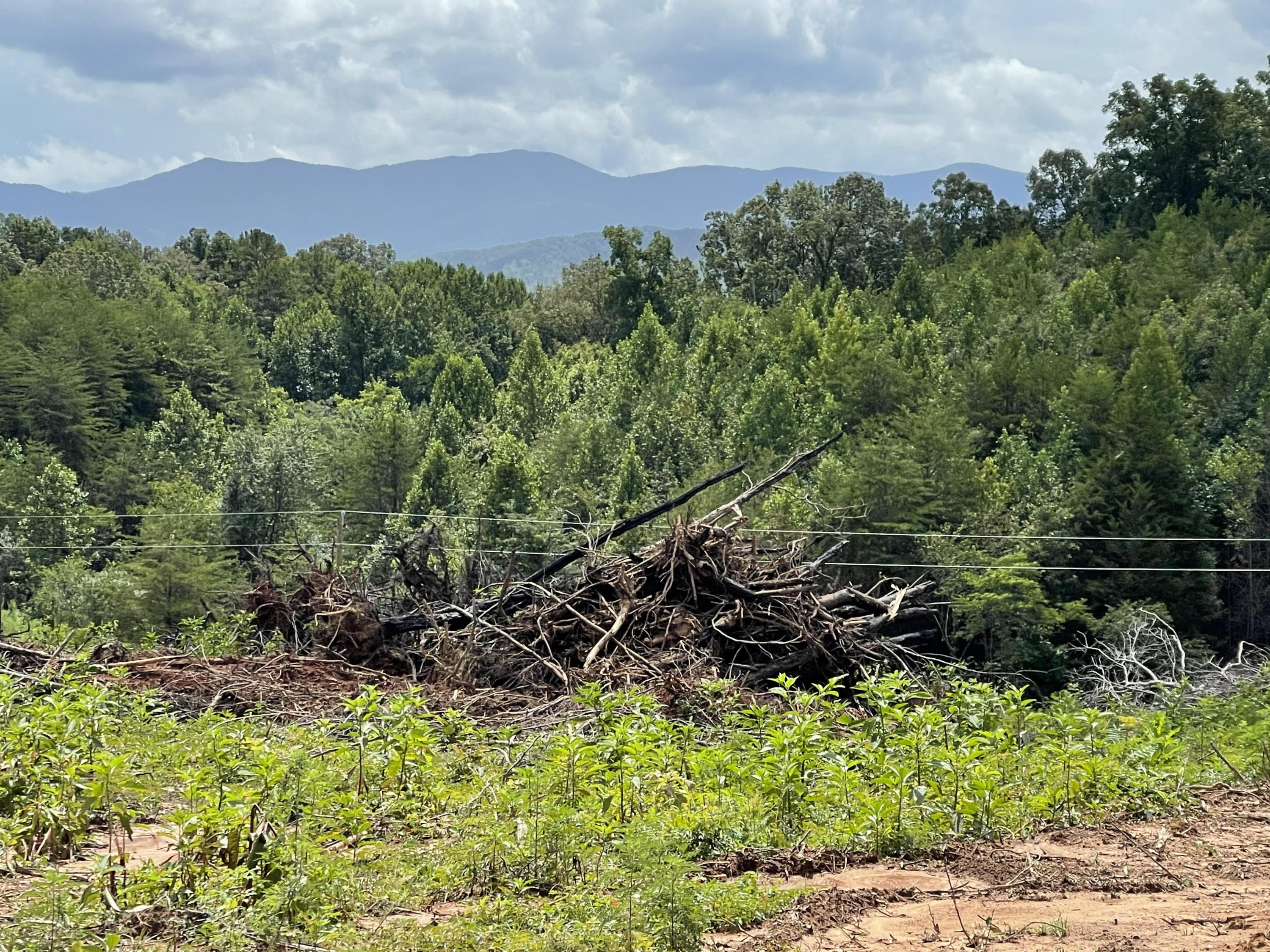 Curtis Road Tellico Plains, TN 37385 - Photo 3 of 5 3