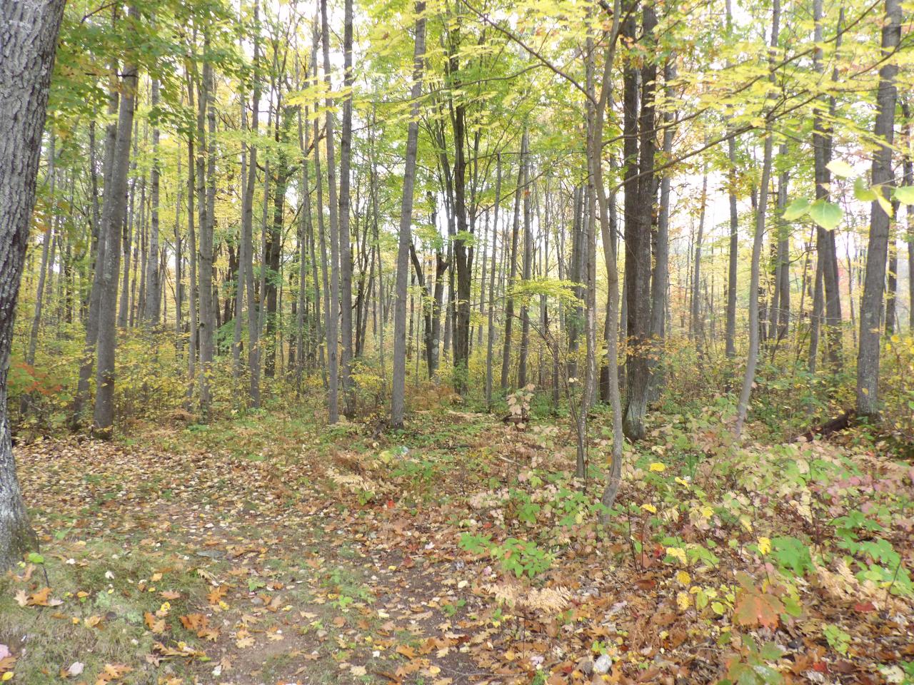 4510 Currie Lake Road Harshaw, WI 54529 - Photo 16 of 22 Gallery Image 16