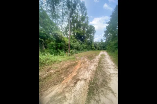 a view of a lush green forest with lots of trees