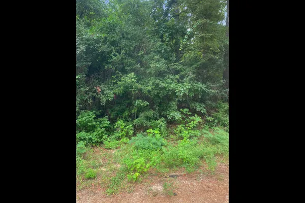 a view of a yard with plants