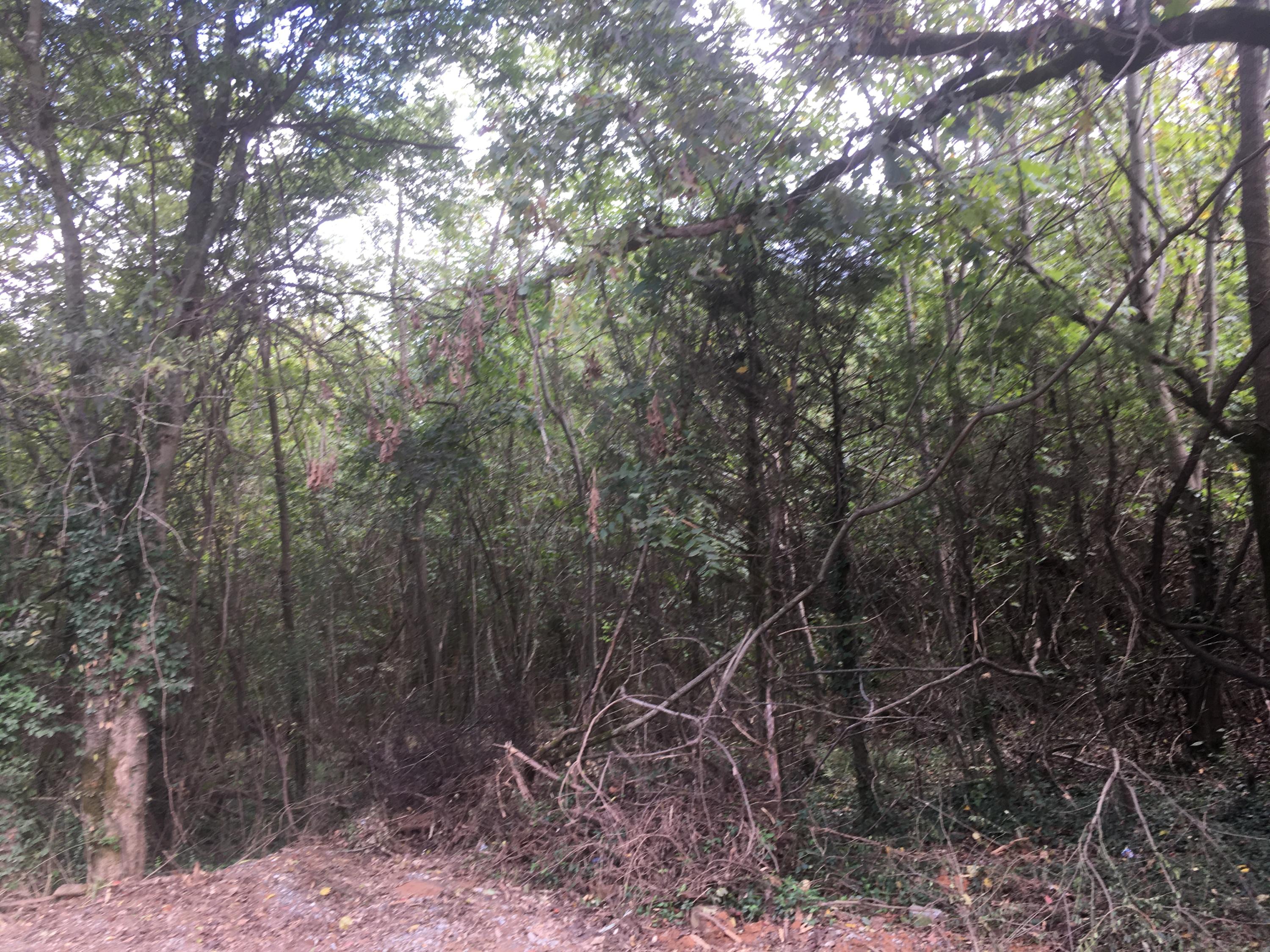 Lot 86 Young Loop Fairmount, GA 30139 - Photo 6 of 6 IMG_0718(1)