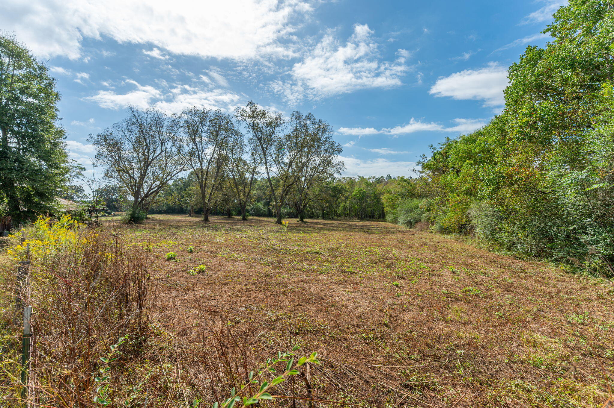 5.65-acre Prescott Road Florala, AL 36442 - Photo 6 of 36 a view of a yard with an tree