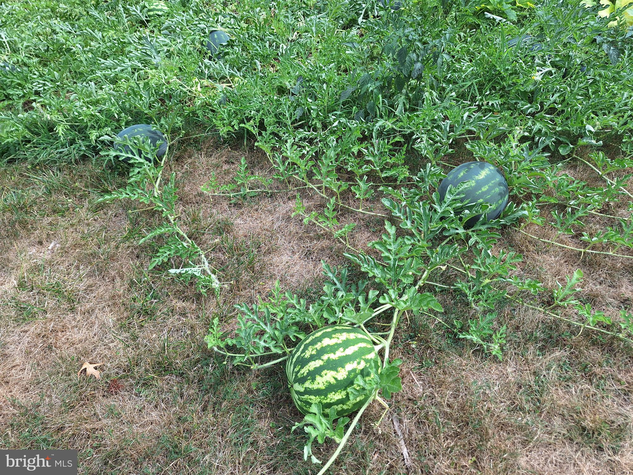 1080 Manor Road Windsor, PA 17366 - Photo 42 of 44 Watermelon anyone?