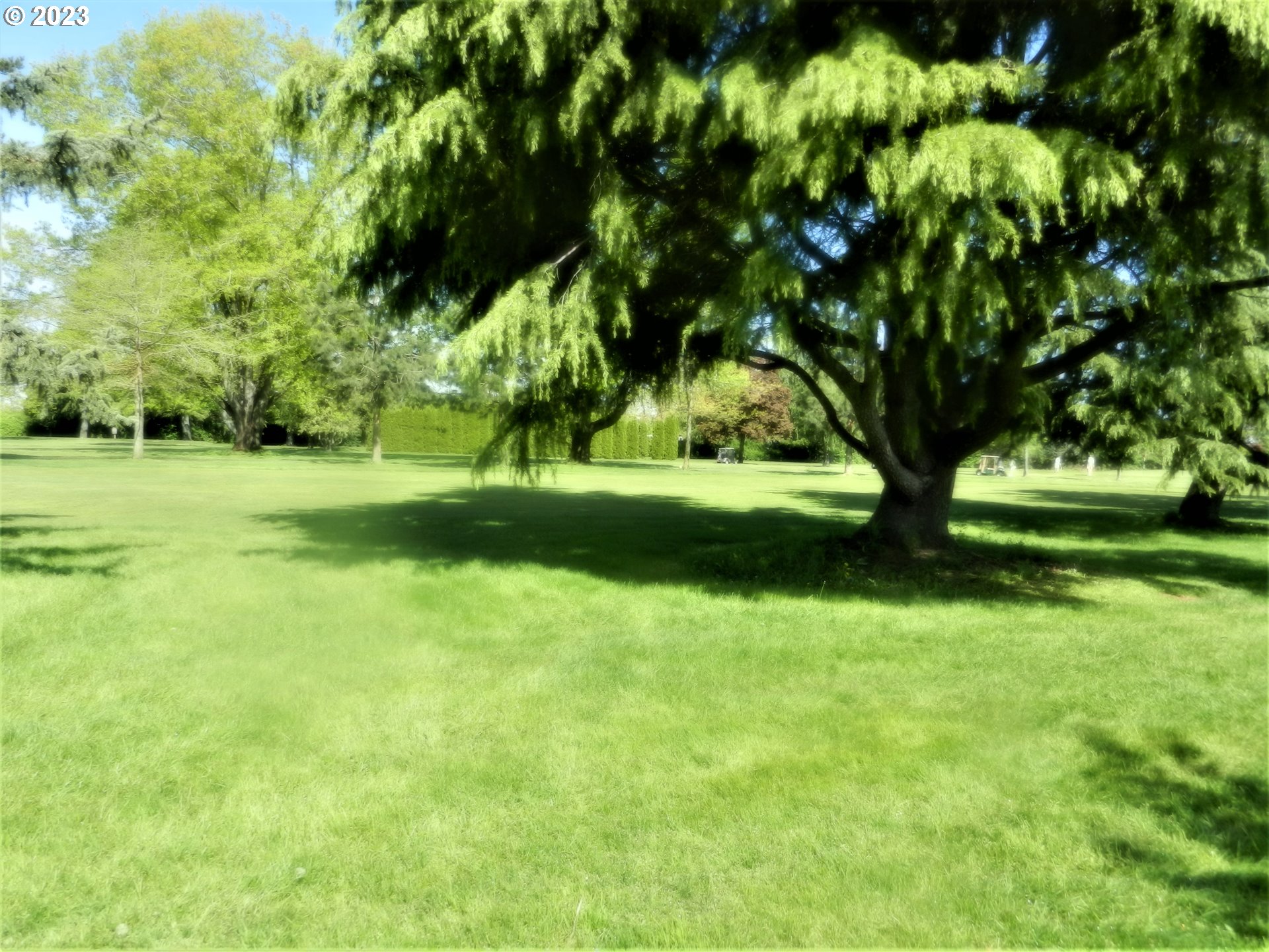 1661 Princeton Road Woodburn, OR 97071 - Photo 8 of 28 a view of backyard with green space