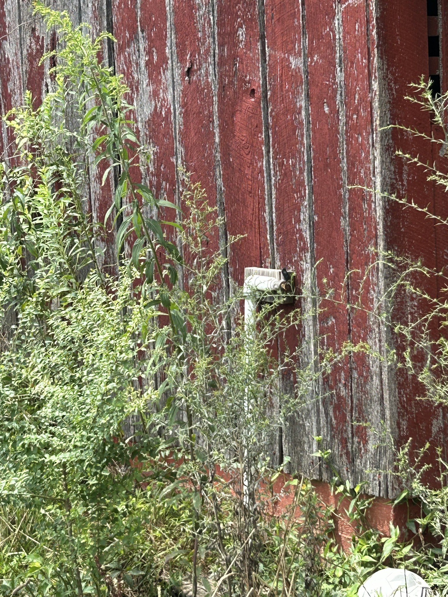 740 Moores College Road Smithville, TN 37166 - Photo 3 of 7 a close up of a plant in a garden