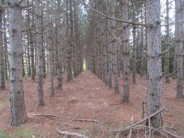 On Jane Spur Road, Unit 81 ACRES Gleason, WI 54435 - Photo 2 of 16 Gallery Image 2
