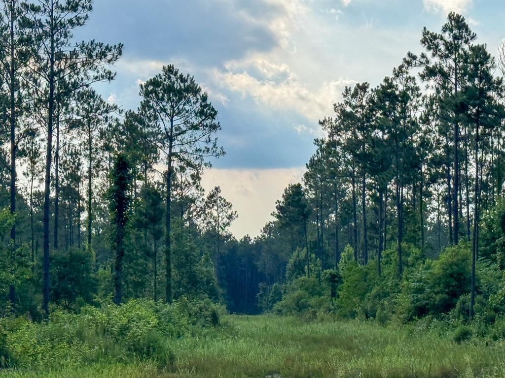 0 Highway 165 Kinder, LA 70648 - Photo 7 of 11