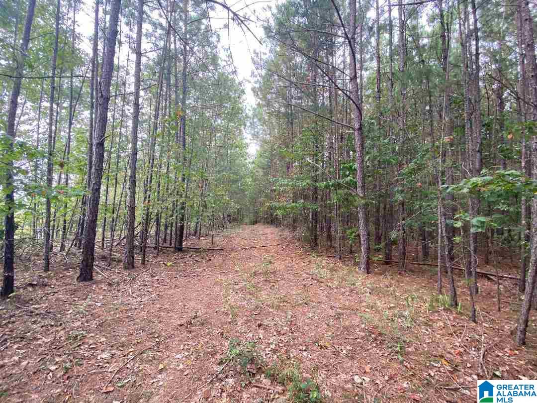 0 Tucker Mountain Road, Unit 40 Remlap, AL 35133 - Photo 2 of 7