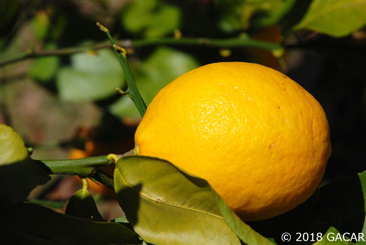 9208 Southwest 1st Place Gainesville, FL 32607 - Photo 28 of 30 Gallery Image 28