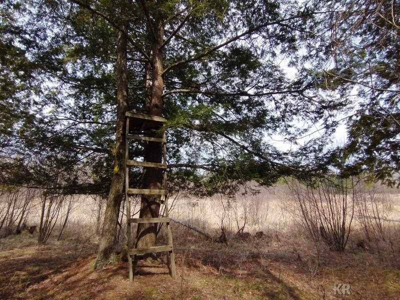 50-acres Sugar River Road Gladwin, MI 48624 - Photo 20 of 29