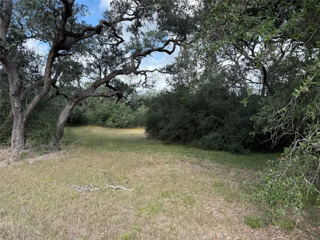 a view of a trees with a tree