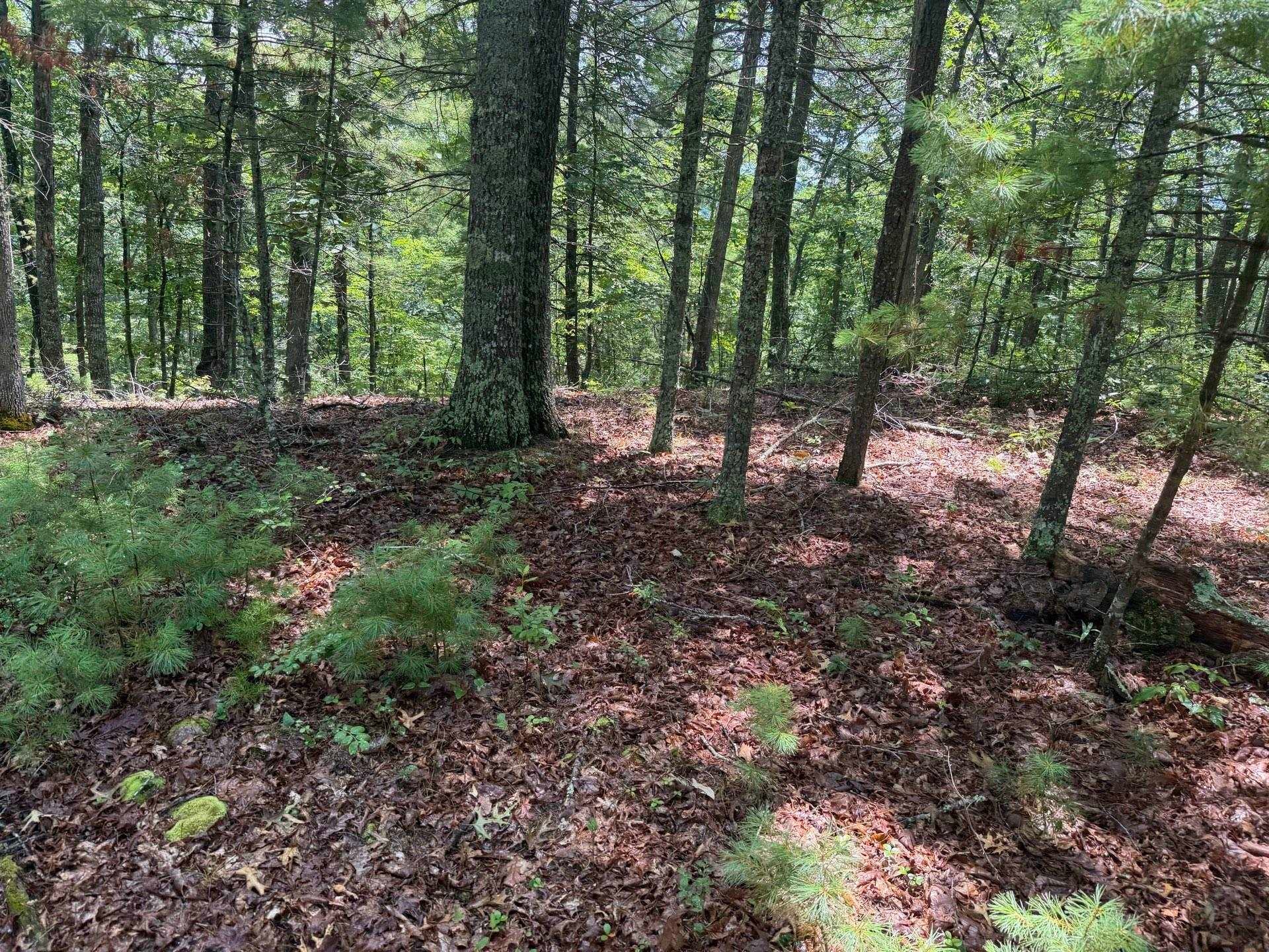 Tbd Short Ridge Drive Bland, VA 24315 - Photo 102 of 125 Gallery Image 102
