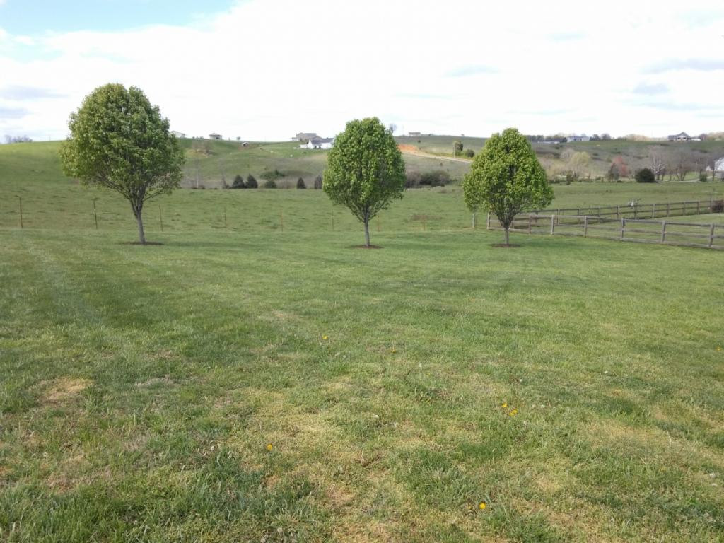 175 Willow Ridge Drive Chuckey, TN 37641 - Photo 26 of 35 Great yard