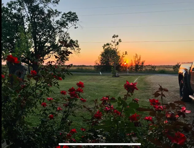 a view of a flower in a lot of flowers in a back yard