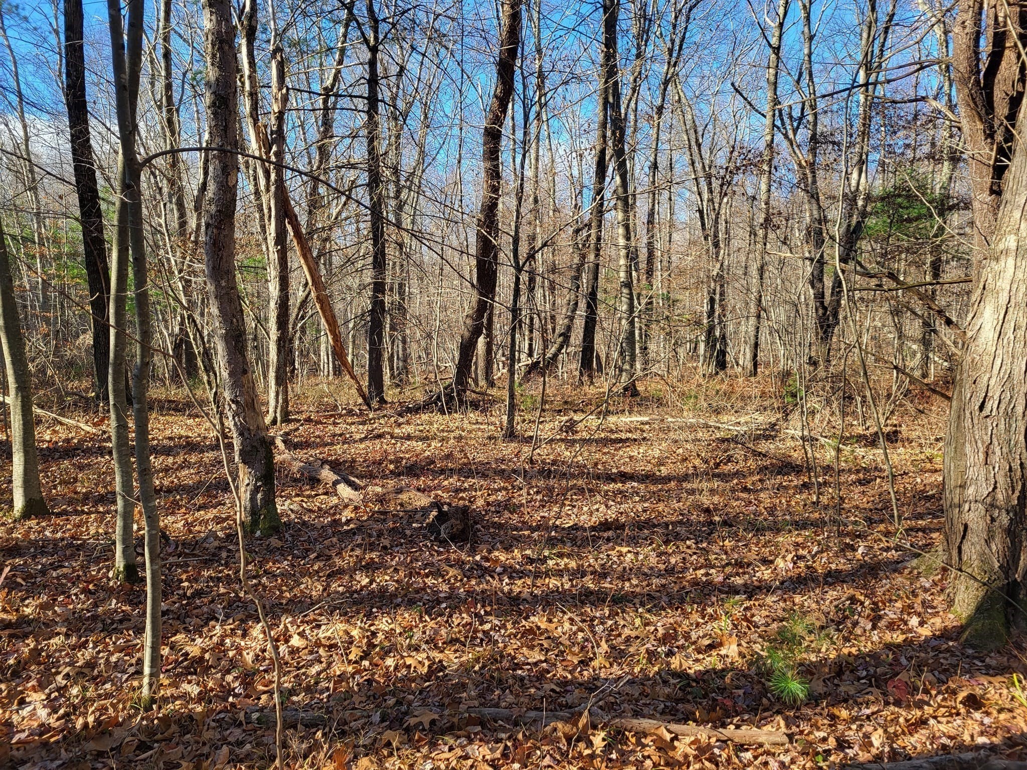 Xx Mihaliak Road Willington, CT 06279 - Photo 3 of 14 Gallery Image 3