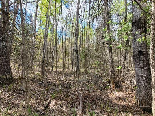 Lot 88 Porter Nadeau Road Eustis, ME 04936 - Photo 21 of 26 346126178_1045310269773228_1464840535410