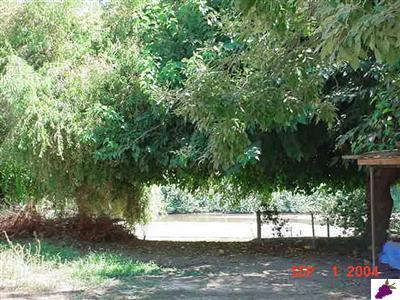 9202 South Kings River Road Reedley, CA 93654 - Photo 8 of 10 Lots of shade. Private boat ramp along river.
