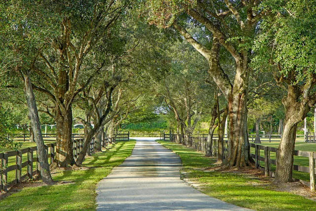 a close up of a plant in a garden