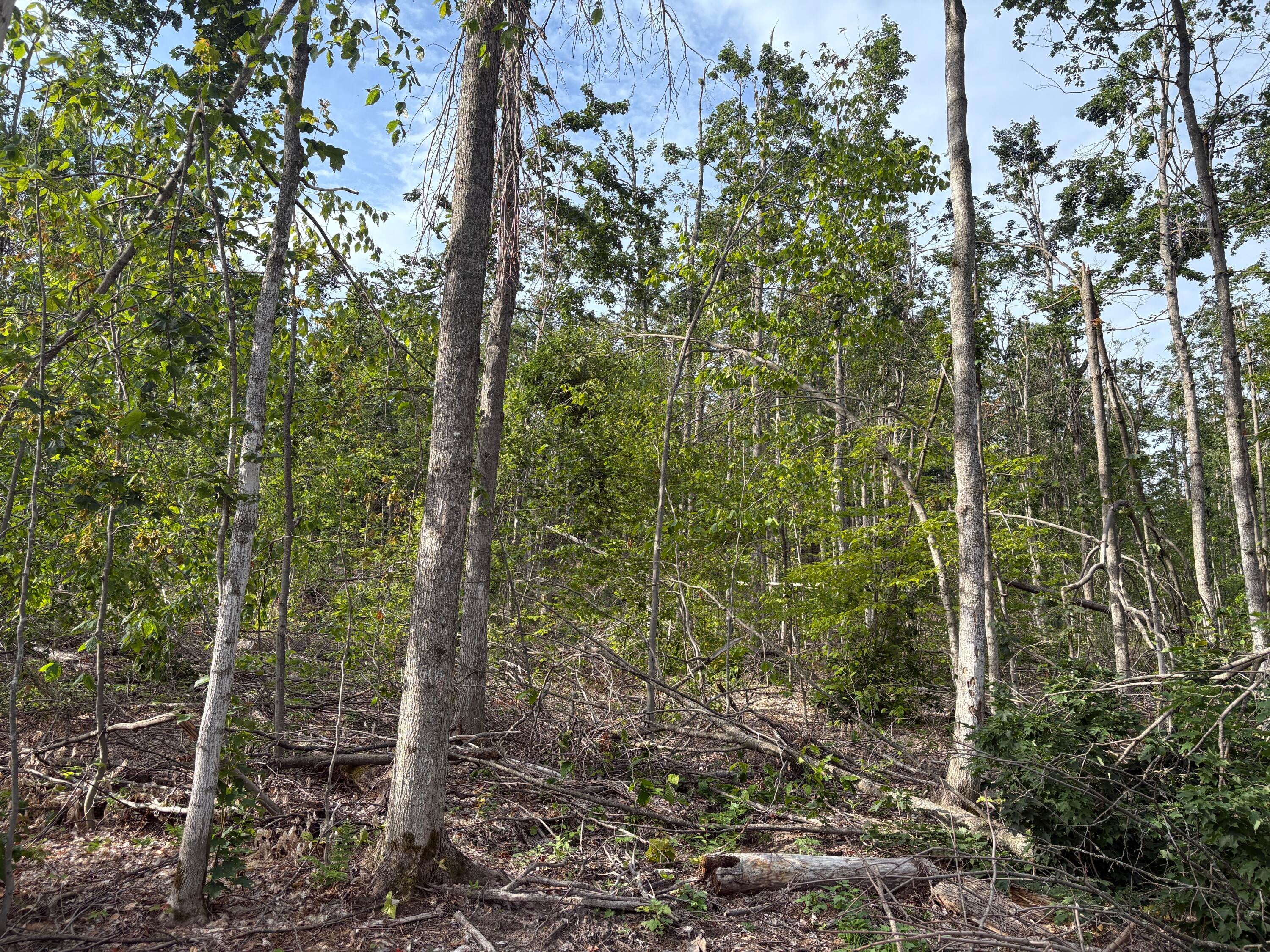 Mt Jack Road Elmira, MI 49730 - Photo 8 of 9 Woods view 3