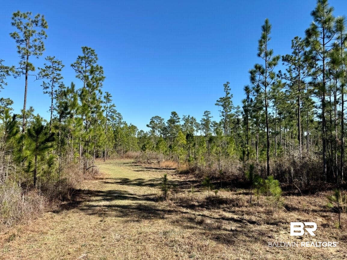 White Road Bay Minette, AL 36507 - Photo 15 of 32 View of nature