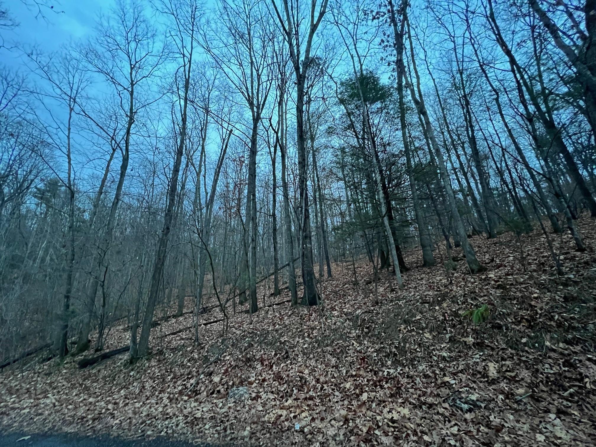 0 Moffett Branch Road Churchville, VA 24421 - Photo 1 of 8 a view of backyard with green space