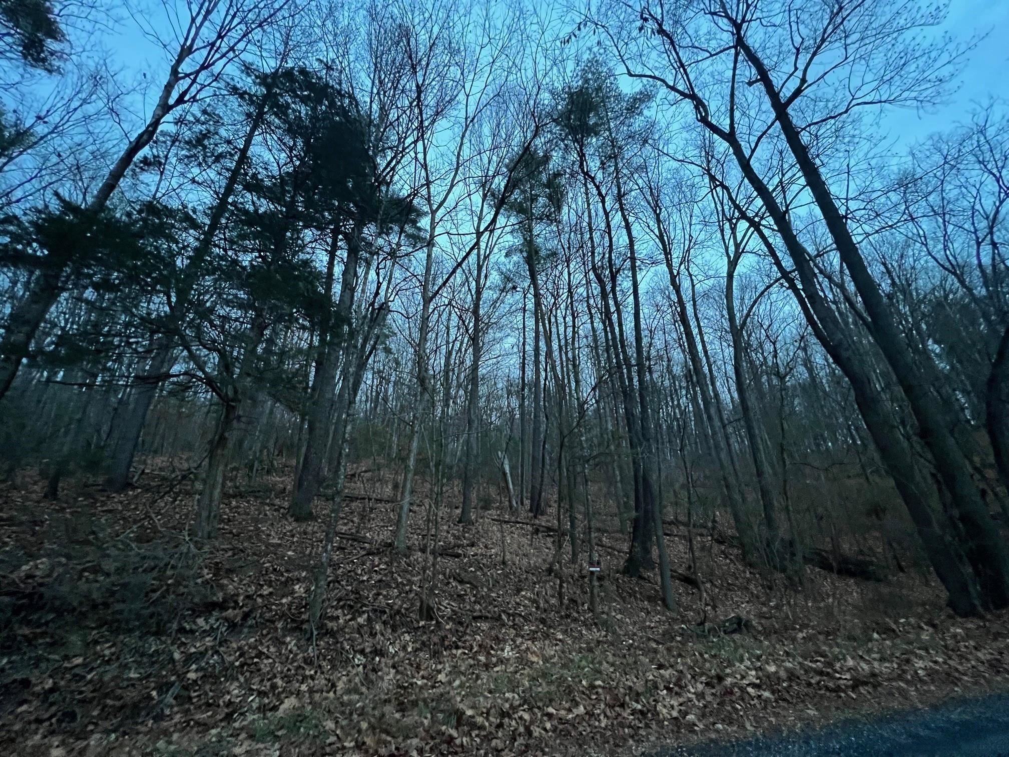 0 Moffett Branch Road Churchville, VA 24421 - Photo 4 of 8 a view of backyard with green space