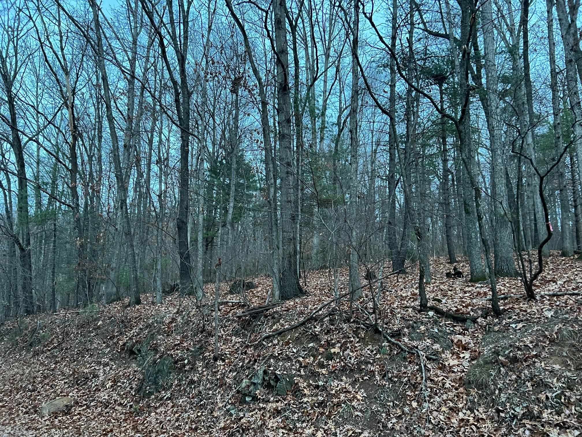 0 Moffett Branch Road Churchville, VA 24421 - Photo 5 of 8 a view of outdoor space and green space