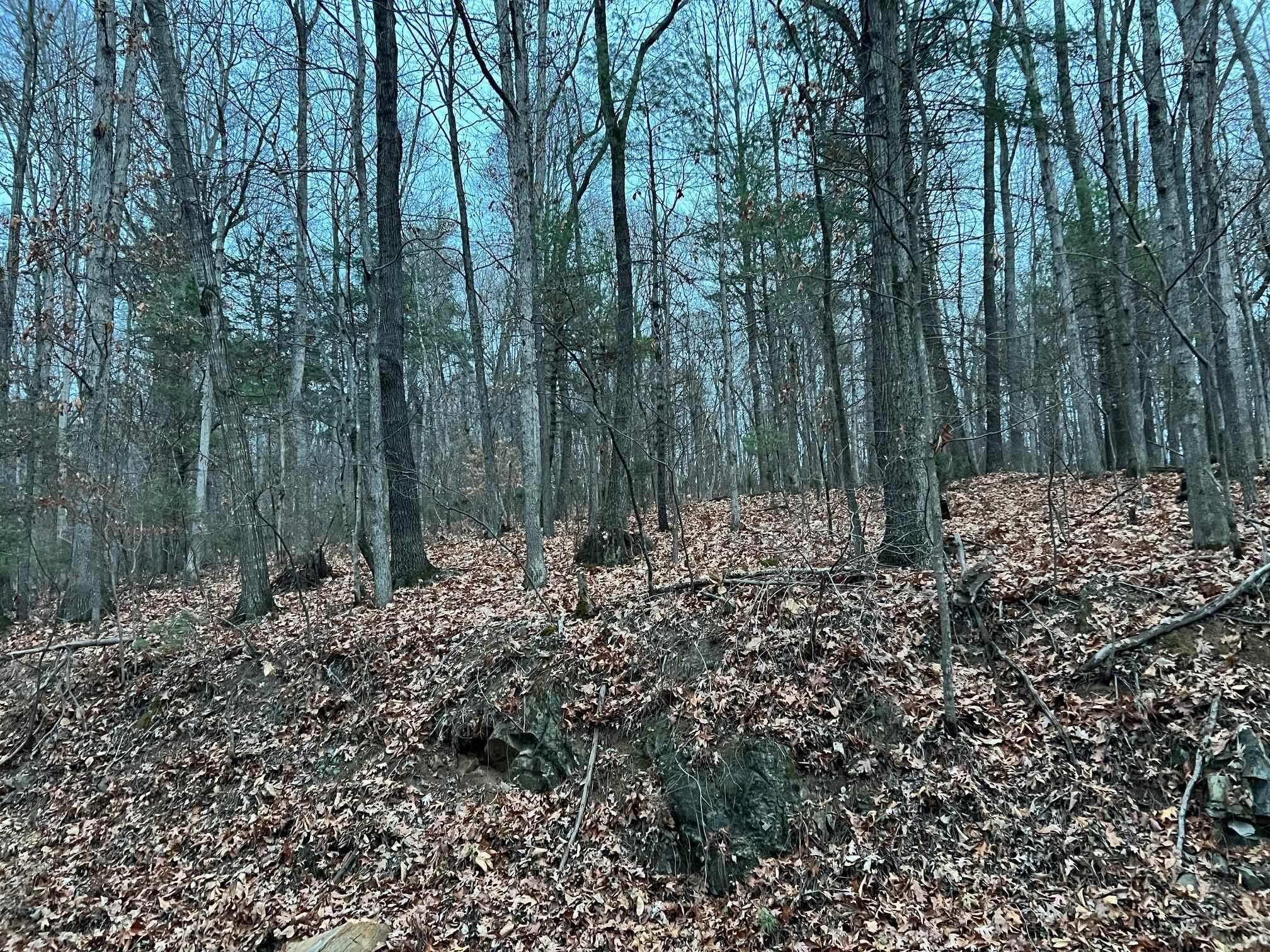 0 Moffett Branch Road Churchville, VA 24421 - Photo 6 of 8 a view of a forest with trees