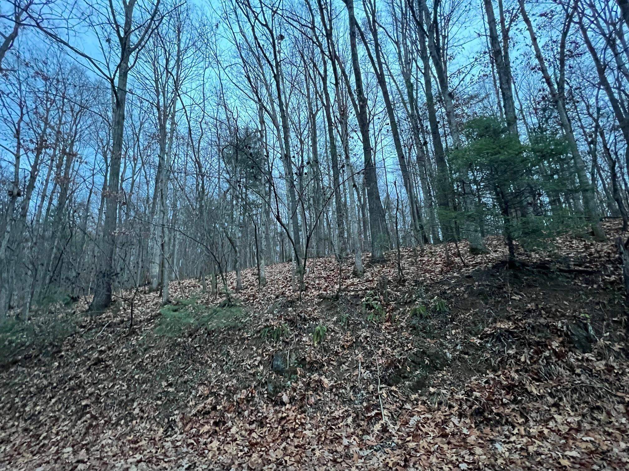 0 Moffett Branch Road Churchville, VA 24421 - Photo 7 of 8 a view of backyard with green space
