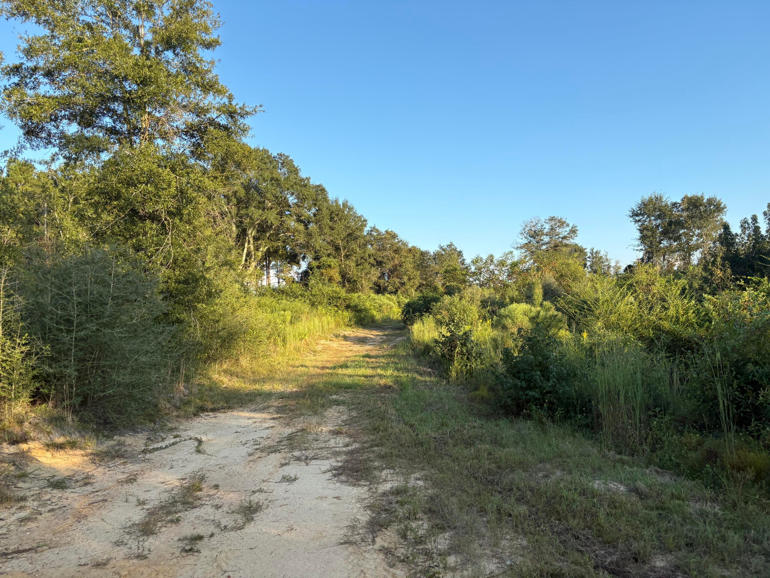 0 Sawmill Road Sandy Hook, MS 39478 - Photo 14 of 17 Gallery Image 14