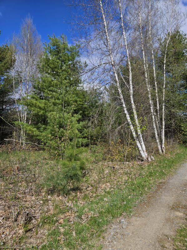 Lot 5 Emery Farm Road Medford, ME 04463 - Photo 4 of 10 image000004
