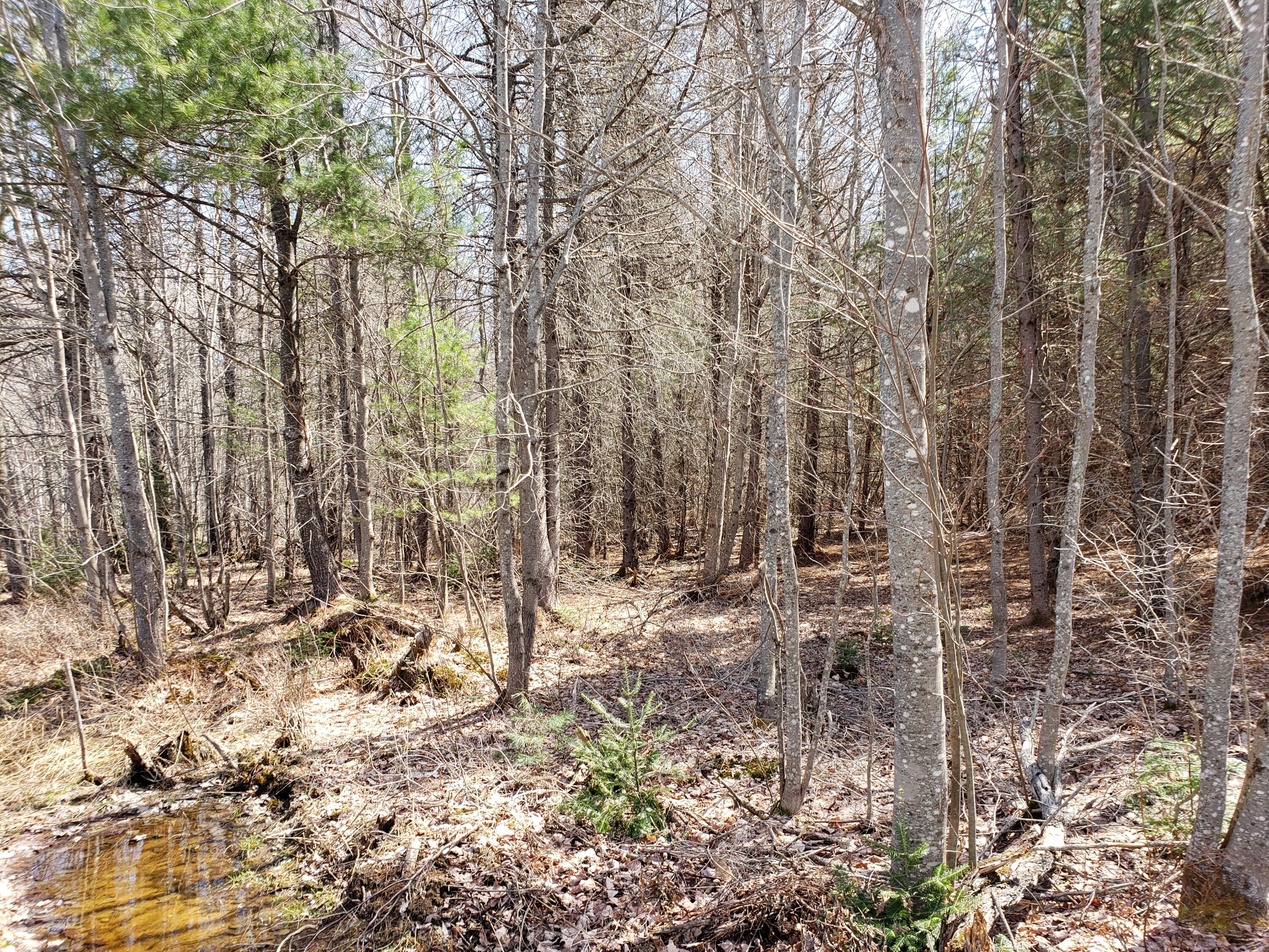 Lot 5 Emery Farm Road Medford, ME 04463 - Photo 7 of 10 20220423_111742