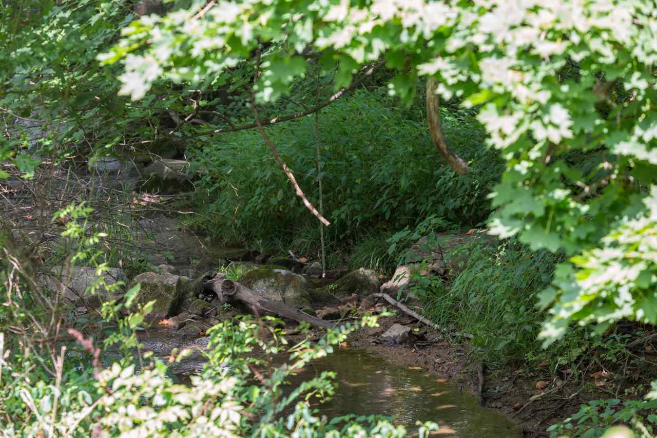 0 Middlebrook Road Staunton, VA 24401 - Photo 15 of 20 a backyard of a house with lots of trees