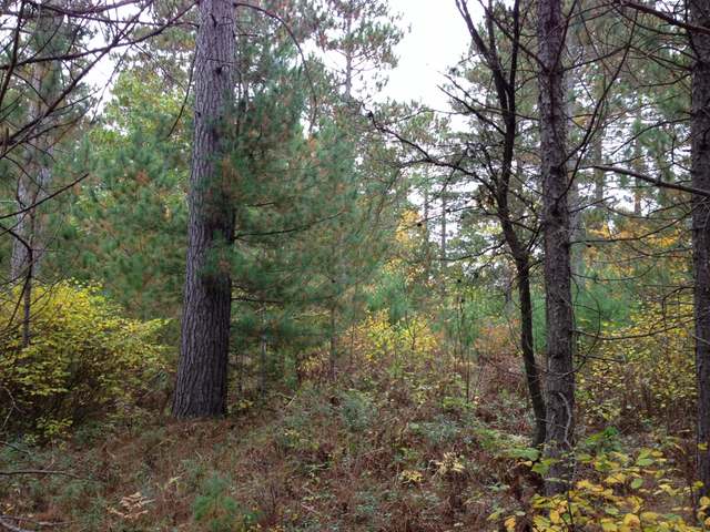 10-ac Cedar Falls Road Hazelhurst, WI 54531 - Photo 3 of 13 Gallery Image 3
