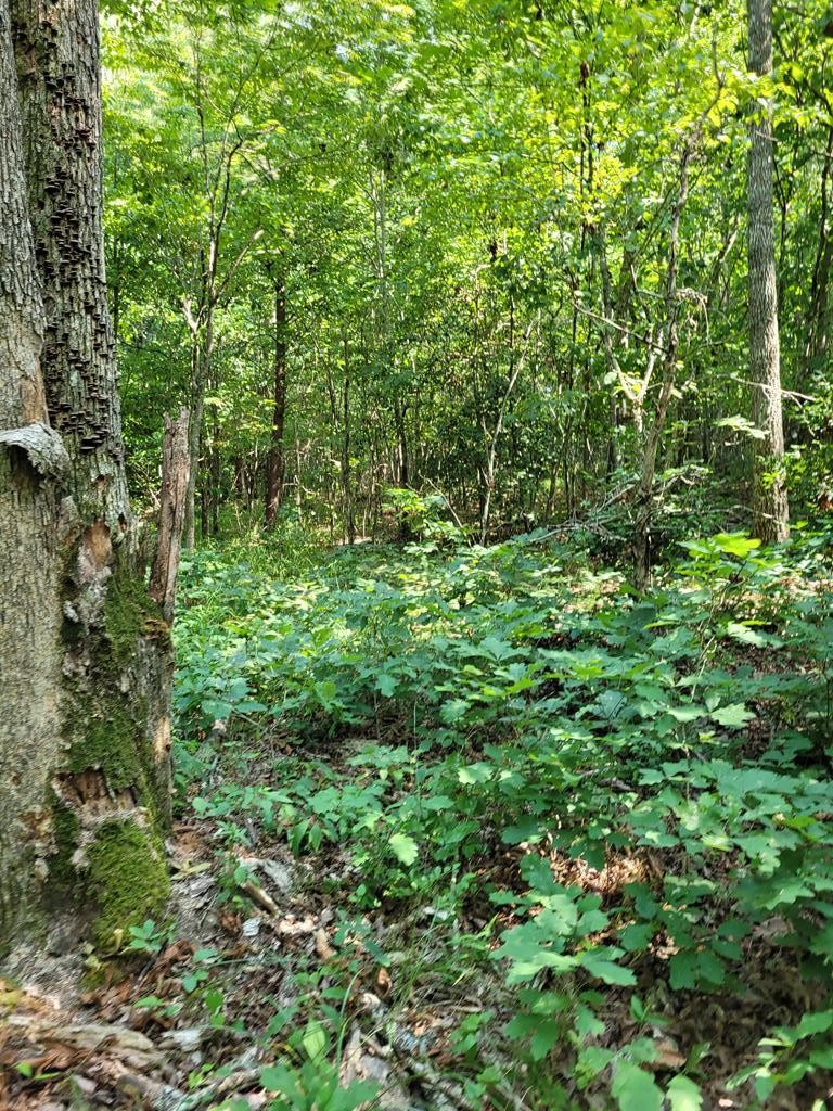 5 A Long Branch Road Spencer, TN 38585 - Photo 3 of 7 Gallery Image 3