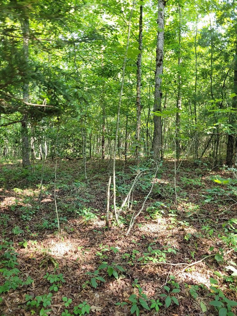 5 A Long Branch Road Spencer, TN 38585 - Photo 4 of 7 Gallery Image 4