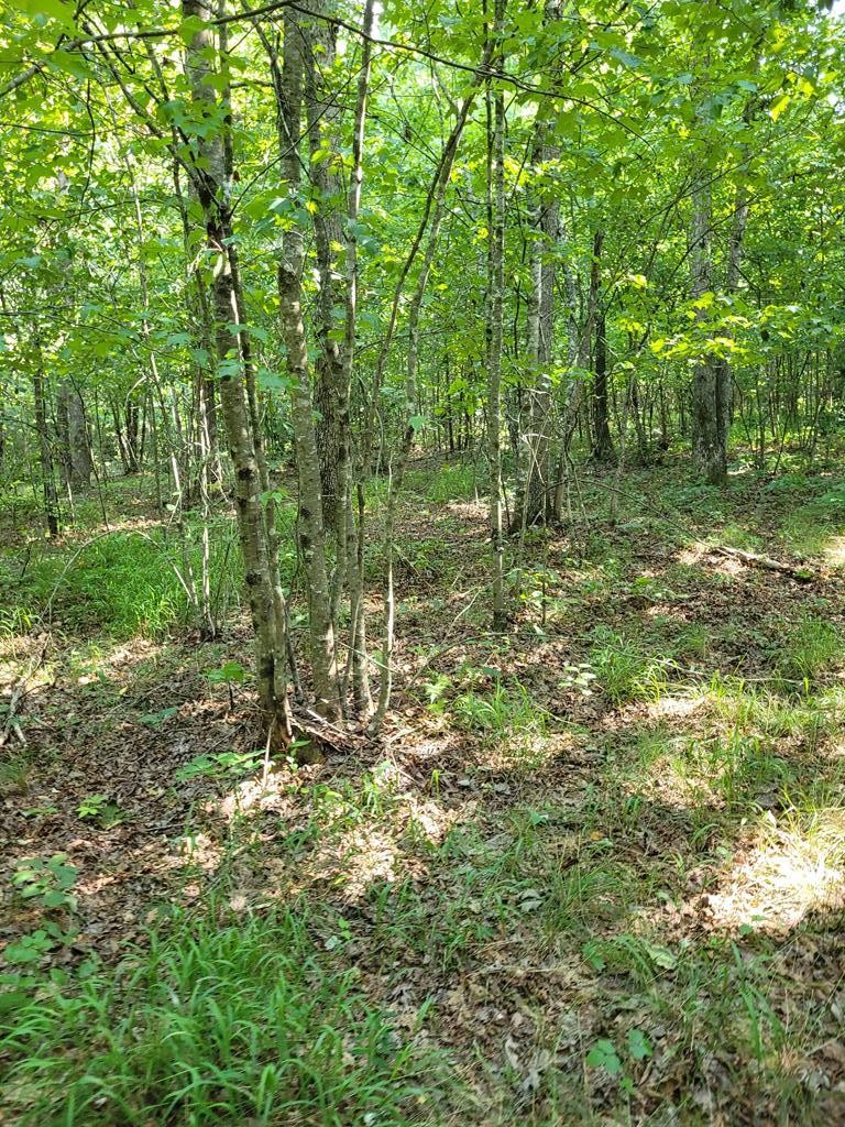 5 A Long Branch Road Spencer, TN 38585 - Photo 5 of 7 Gallery Image 5