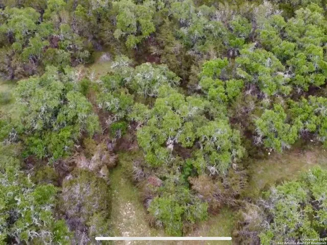 a view of a forest with a tree