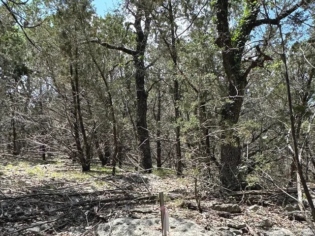 a view of a yard with trees
