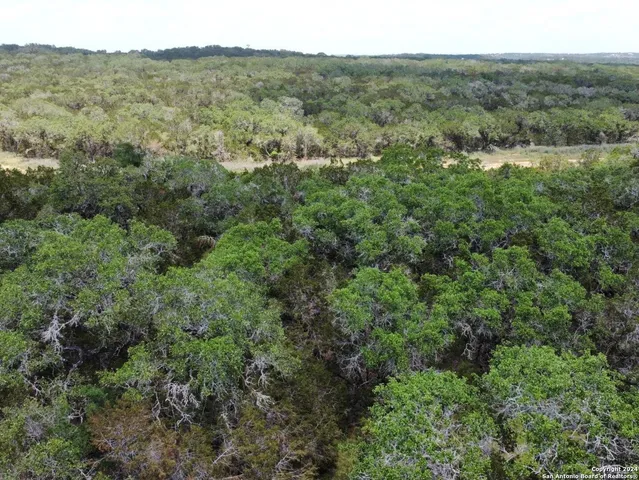 a view of a forest with a street