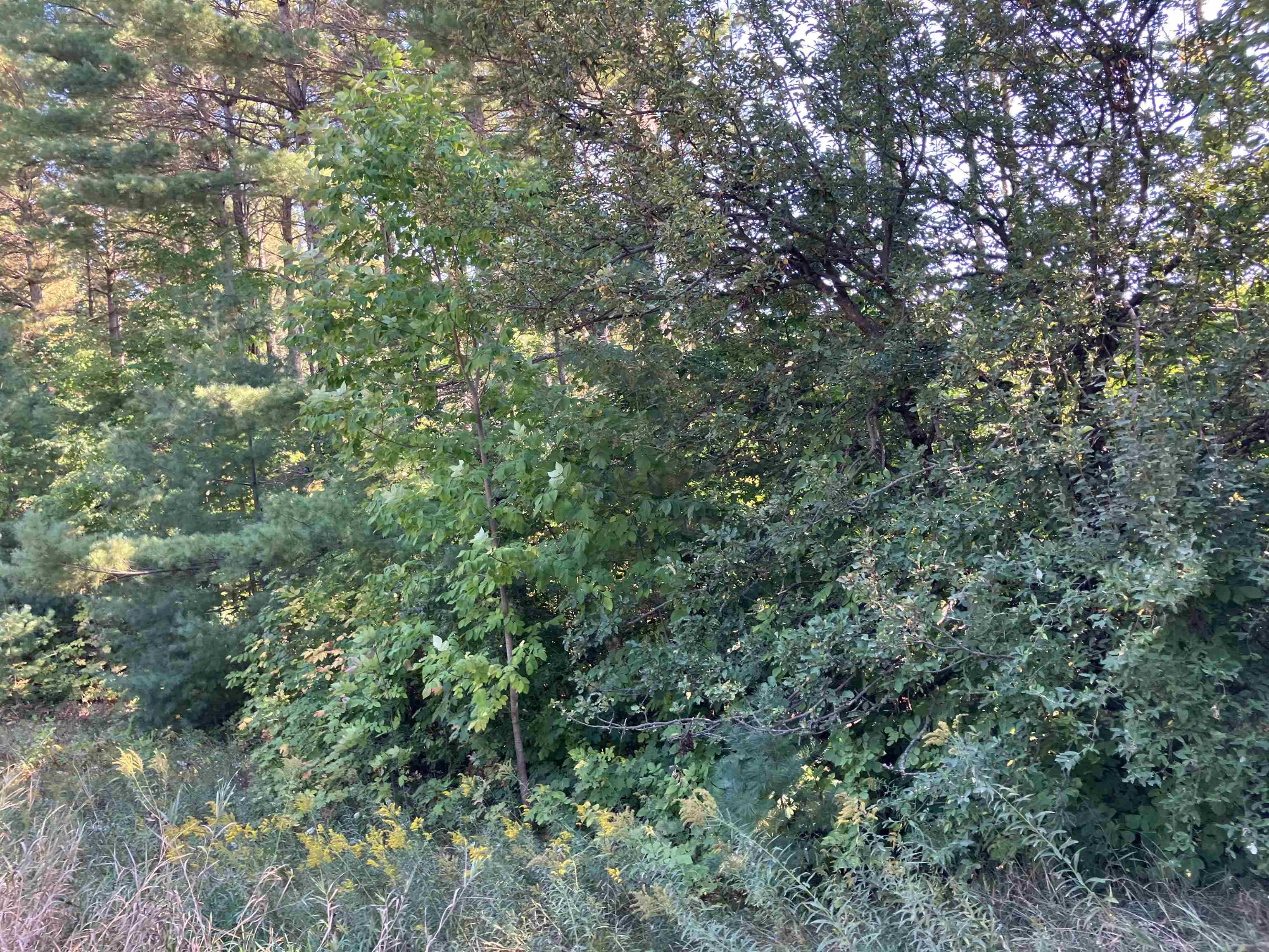 0 Cool Road Southeast Kalkaska, MI 49646 - Photo 2 of 10 1927266-7812264f-1204-45ba-bfb7-64788c6d64a6.JPG
