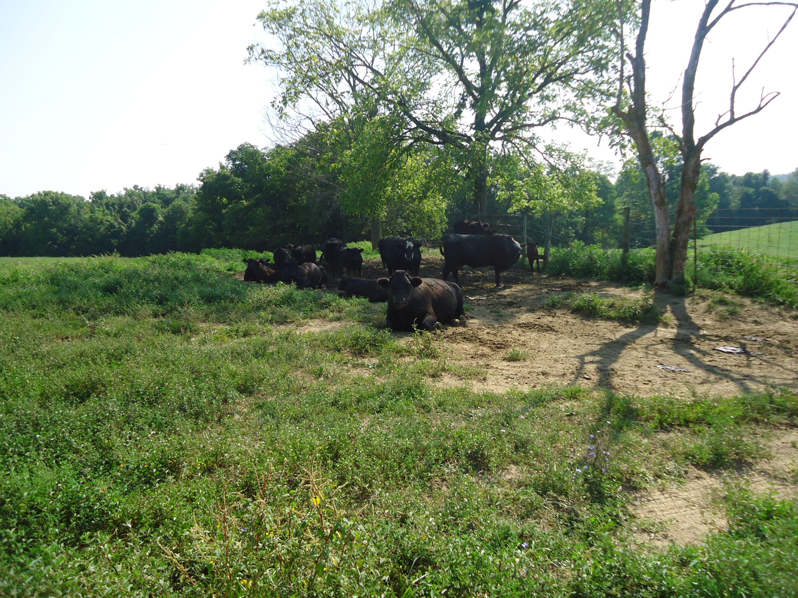 1 Sugar Creek Road Lancaster, KY 40444 - Photo 10 of 36 DSC01868