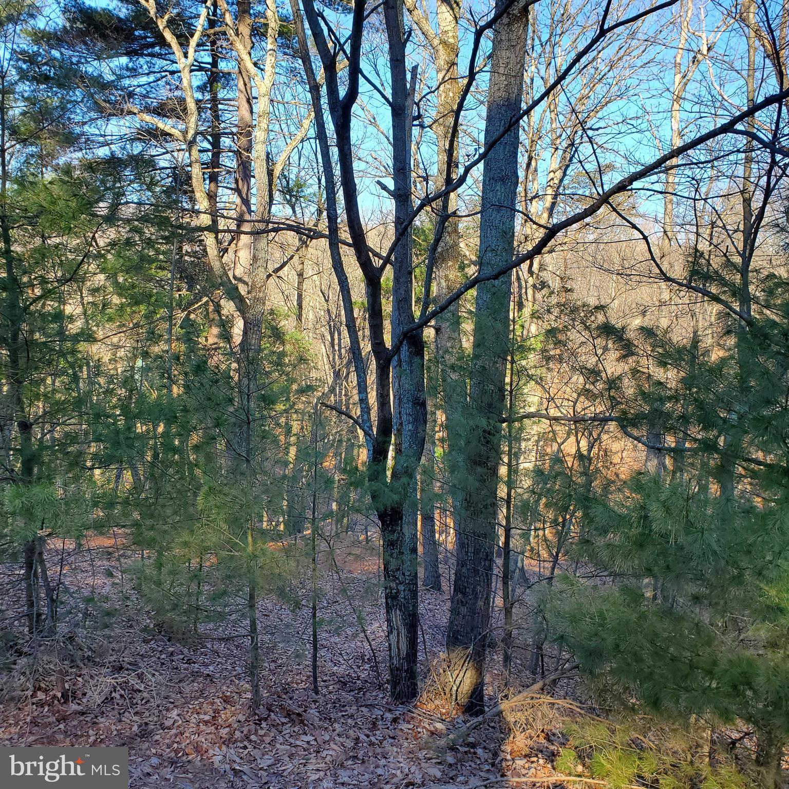 Montevideo Road Berkeley Springs, WV 25411 - Photo 4 of 7 Gallery Image 4